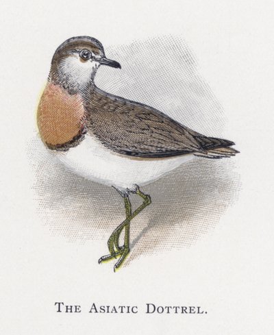 El Chorlito Asiático de Alexander Francis Lydon